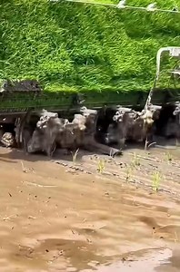 5K views · 20 reactions | Sophisticated technology improves rice planting techniques. | Charity Bisteroso | Facebook