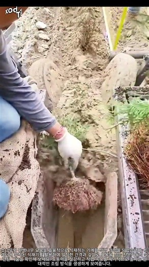 소나무·편백나무 기계화 식재 과정 #worker #process #forestry #planting #treeplanting