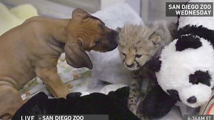 Cheetah cub and puppy are best friends