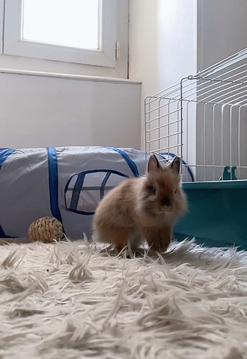 Ballet Bunny Magic: A Dancer's Delight