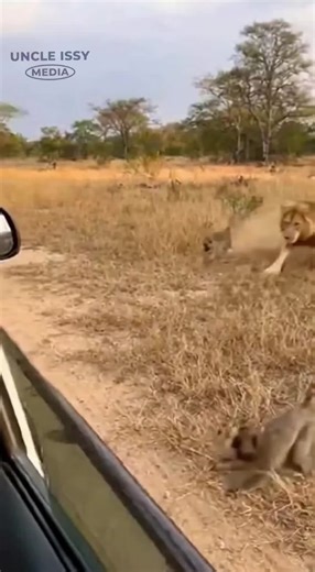 The monkey chose the right car at the right time