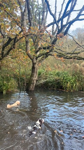 Swimming club amongst the autumn leaves 🤿🍂 | Peninsula Paws Wirral