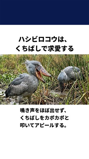 ハシビロコウの驚きの真実５選