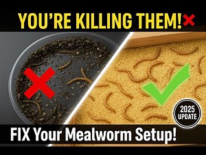 How to Care for Mealworms the RIGHT Way! 🪱 (Stop Them From Dying Too Soon)