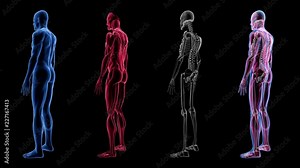 Human Male Anatomy 3D Animation Biology Science Technology