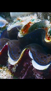 15K views · 72 reactions | Have you even seen a fish that uses tool? Take a look at this video. pt3 #wildanimals #animals #fyp #foryou | Wildest Animals | Facebook