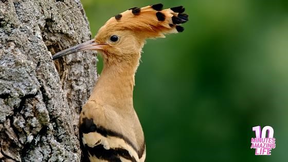 Hoopoe Feeding Its Fledgling at the Nest