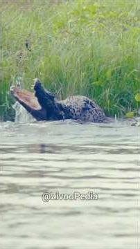 Jaguar vs Lion – Who Is More Powerful? | 10 Biggest Differences Explained #wildlife #lion #jaguar