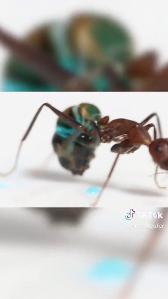 Uncovering the Mystery: Who Put The Sugar Here?