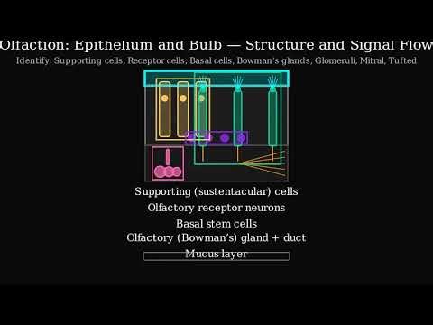 Which statement is an example of a priming statement?