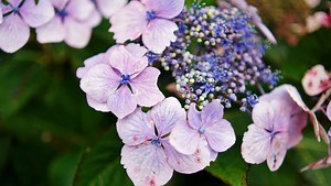 Tiny But Mighty: A Review of the Samyang AF 35mm f/1.8 FE Lens for Sony E