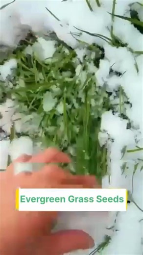 Dreaming of a thick, green lawn without extra work? 🌿✨ Presenting Four Seasons Evergreen Dwarf Grass Seeds 🏡 — the easy way to enjoy a fresh, beautiful lawn all year long! 💚 ✅ Fast Results: See fresh greenery in as little as 5 days 🌱 ✅ Low Effort: No regular mowing or heavy maintenance needed 😌 ✅ All-Season Green: Stays lush in summer heat and winter chill ❄️☀️ Available in multiple pack sizes to match your lawn needs 🌟 Order today and give your outdoor space a fresh, green makeover! 🌱💚 