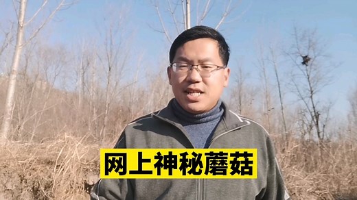 解密网络神秘蘑菇：蜜环菌，白鬼笔，黄裙竹荪，拟橙盖鹅膏菌