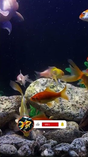 Fish Ambience #aquarium #fish #goldfish #ambient