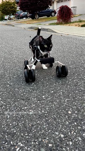 Moana & Snapple on Instagram: "Just in case you needed some pep today! 🏎️💨🐾♥️😎 ✨ Snapple was born with a neurological condition called Cerebellar Hypoplasia (CH). This means his cerebellum is underdeveloped, which affects his motor skills, coordination, and balance. He also has intention tremors, which are part of the involuntary movements associated with this condition. CH doesn’t affect his cognitive abilities—Snapple is incredibly smart and happy. The condition
