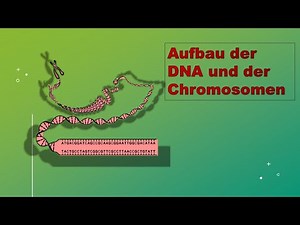 Cell Biology Part 8: DNA, Chromosomes, Human Genome
