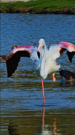 Beautiful Flamingo Flapping its Large wings Wincent cdcpv #bird #wildlife #nature