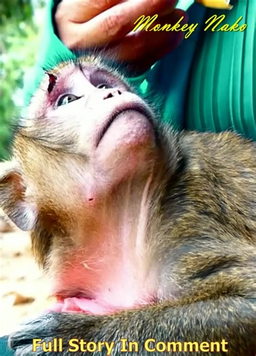 1.5K views · 15 reactions | Again! Another adult monkey pet is released back to the jungle because the owner's YouTube channel isn't getting enough views. | 푩풂풃풊풆풔 푴풐풏풌풆풚푵풂푲풐 | Facebook