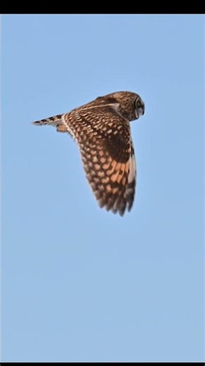 Ghost of the Grasslands: Short-eared Owl Hunting! 🦉✨.#shorts #wildlife #birds