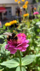 Bumble bee and tiny native bees on a Zinnia flower #beesarecool #bumblebee #bee #zinnia | Macro Bees