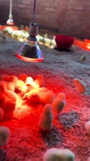 Little Chicks At Lamp Brooding #chicken #broiler #farm #chicken farming #broiler chicken