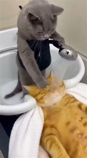 Funny Cat Bath 😂🐱🛁 | #shorts #cats #funny #pets #humor #aivideo #animals #viral #reels