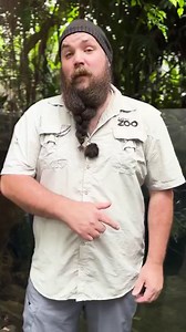 Watch to see how high these Asian arowana can leap for their kai! Asian arowana are also known as dragonfish, and their natural habitat includes rivers, swamps, and wetlands throughout Asia. They are known for their large scales and distinctive chin barbels, as well as their variety of impressive colours, including red, green and gold. These remarkable fish can reach up to a metre in length, weigh over 7kgs and have a 10 year lifespan. Their unique parenting style involves mouthbrooding, where m