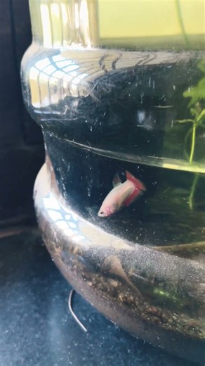 #‪@prince.preeti‬ BETTA FISH FRY GROWTH UPDATE 🫰