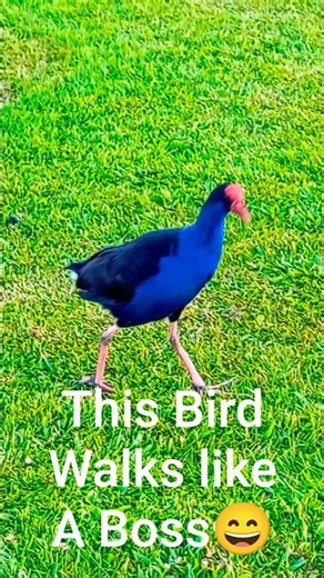 Hilarious Pūkeko Walk! Attitude Bird Moments | New Zealand Bird #shorts