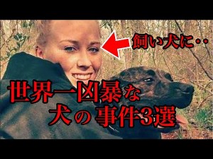 【実話】世界一凶暴で巨大な犬ピットブルに襲われた事件3選【危険！？】