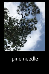 1.3K views · 33 reactions | Q&A Week Q1. Pine tree sap and or pine...