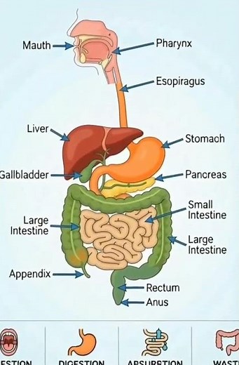What Really Happens to Your Food? The Digestive System Explained!