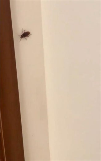 會飛的巨曱甴🪳#cockroach #scary #嚇人