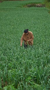 The taste of spicy garlic sprouts | Organic countryside food | Countryside Adventures