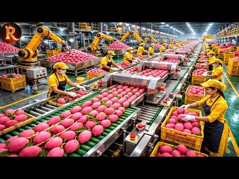 Mango Juice Production Process | From Farm to Bottle A to Z