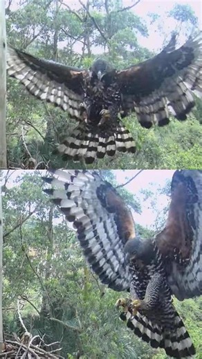 Crowned Eagles - Zimbali Estate ~ UFO & Comet ~ 9/19/2026 #wildlife #eagles