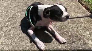 Weekly skin update #2 🧖‍♀️🌞 Delta already looks so much better!!! 🐾 #deltadixie | Luna Bell's Moonbows: Special Needs Fostering