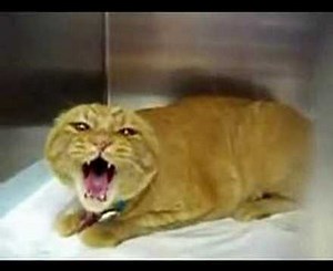 World's Angriest Cat