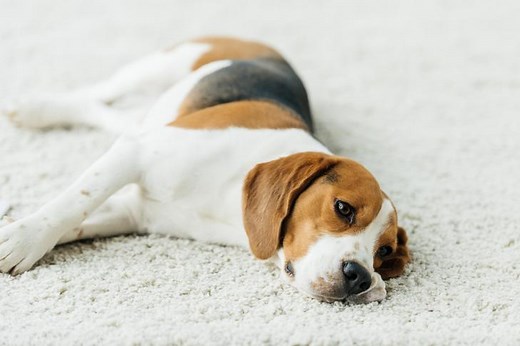 Acepromazine for Dogs: Uses, Side Effects, and Alternatives