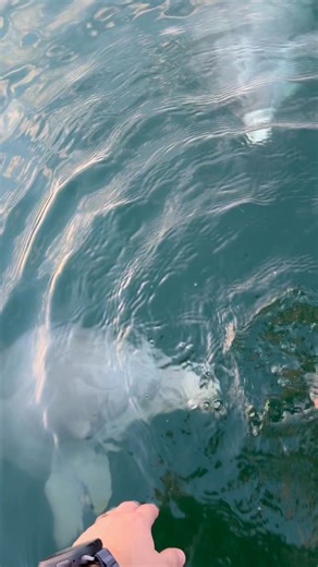 On our way back to the dock from Shell Island recently, we stopped to check out a couple dolphins, they were checking us out too! We even got one of them to talk back. 😂 Www.shellislandexcursions.com #shellislandexcursions #CaptPaul #PCB #DolphinTour #grandlagoon | Shell Island Excursions