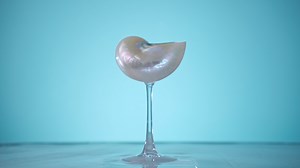 Watch Conch Shell Wine Glass Wedding Wine Glasses on Amazon Live