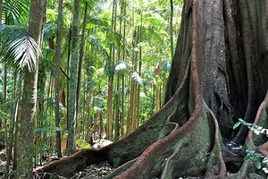 Best Rainforest Walks near Brisbane | Must Do Brisbane