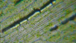 Motion Cells Chloroplast Under Microscope. Chlorophyll Cell Division. Cell Structure Leaf Plants. Leaf Photosynthesis With Chloroplasts Moving Under Microscopic View. Virus infection. GMO. DNA.