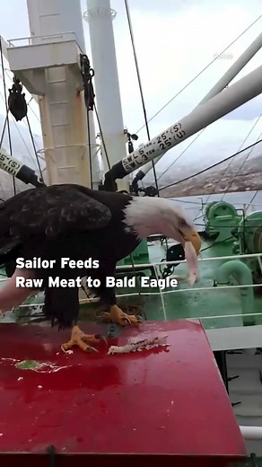 Feeding a Bald Eagle on a Boat in Alaska