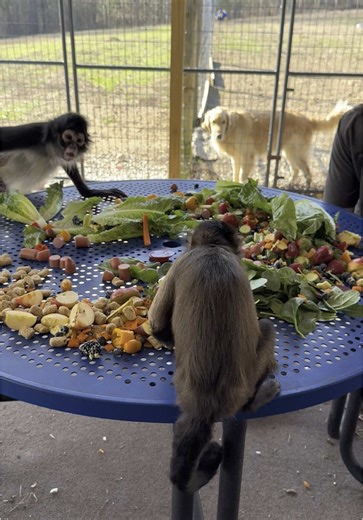 Keke and Bunny Enjoying Lunch on the Porch