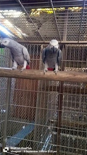 #parrots #parrottalking