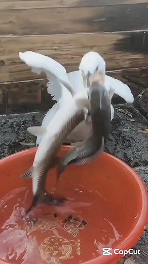 188K views · 1.4K reactions | American white pelican #birds | Mortaza | Facebook