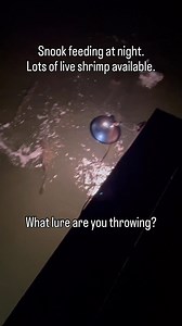 11K views · 56 reactions | Lots of snook at the dock light! Lots of shrimp available for them to eat. You don't have the option to throw live bait. What LURE are you throwing to try to catch one? What's your technique so they don't know you're there? | Salt Strong | Facebook