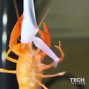 This biodegradable bag is helping to save animals' lives and reduce ocean pollution. | Insider Tech