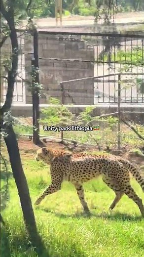 The Most Beautiful Park in Addis Ababa Ethiopia 🇪🇹 Unity Park